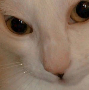 Meet your Posher, Kitty